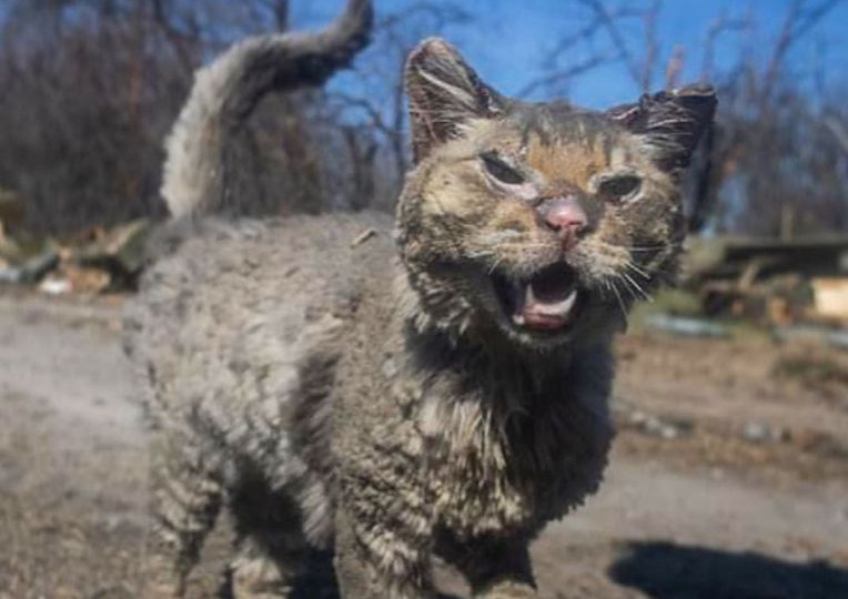 Назвали Фенікс: показали фото обгорілого кота, якого знайшли на Київщині
