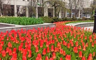 В Киеве на Майдане расцвели первые тюльпаны, посаженные в честь Героев Небесной сотни: фото