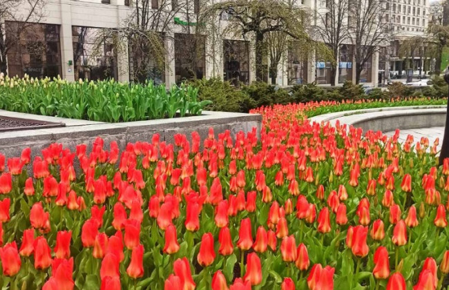 В Киеве на Майдане расцвели первые тюльпаны, посаженные в честь Героев Небесной сотни: фото