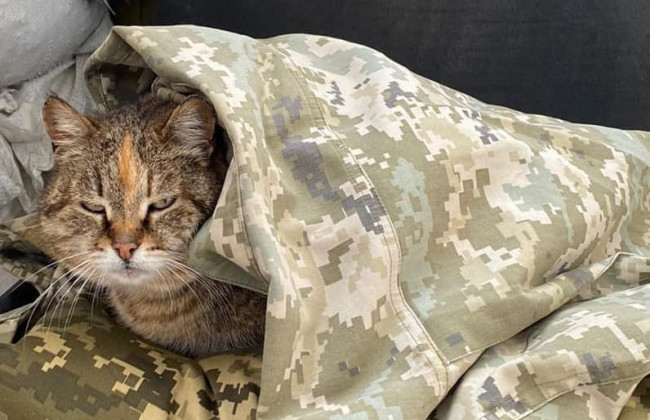 Кішка Куля – талісман на перемогу: прикордонники показали свою пухнасту колегу, фото