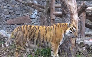 В Киевском зоопарке показали, как изменилась спасенная тигрица из частного зоопарка Харькова, видео