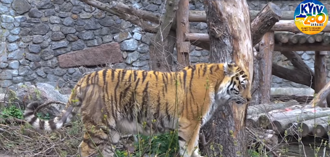 В Киевском зоопарке показали, как изменилась спасенная тигрица из частного зоопарка Харькова, видео