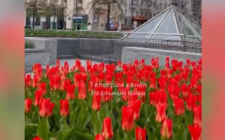 В центре Киева расцвели  тюльпаны, высаженные в честь Героев Небесной Сотни