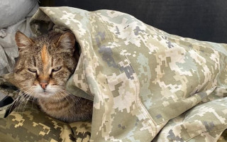 Кішка Куля – талісман на перемогу: прикордонники показали свою пухнасту колегу, фото