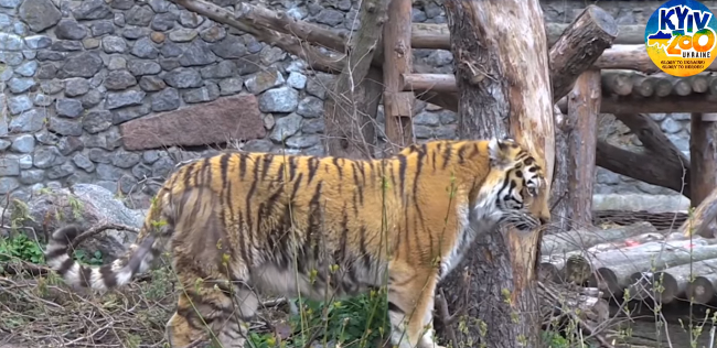 В Киевском зоопарке показали, как изменилась спасенная тигрица из частного зоопарка Харькова, видео