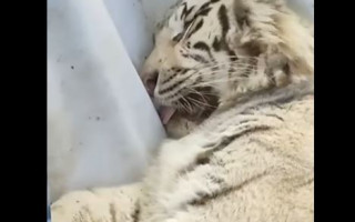 Из харьковского экопарка эвакуировали белого тигра