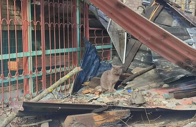 Вижили у пеклі: небайдужі просять допомогти тваринам із Бородянки, які пережили війну, фото