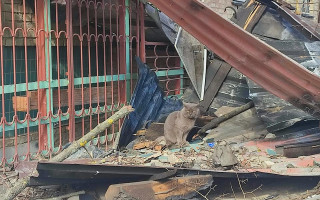 Вижили у пеклі: небайдужі просять допомогти тваринам із Бородянки, які пережили війну, фото