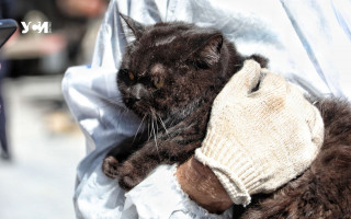 В одесской многоэтажке, пострадавшей от ракетного удара, спасли кота: фото