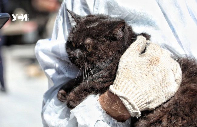 В одесской многоэтажке, пострадавшей от ракетного удара, спасли кота: фото