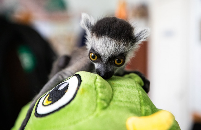 Подрастает лемур Байрактар, а слон Хорас по тревоге ходит в укрытие: как живут жители киевского зоопарка, фото