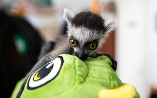 Подрастает лемур Байрактар, а слон Хорас по тревоге ходит в укрытие: как живут жители киевского зоопарка, фото