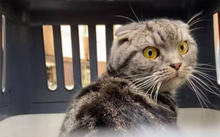 Под Киевом кот выживал два месяца без еды и воды