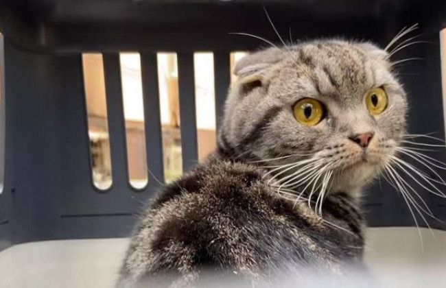 Под Киевом кот выживал два месяца без еды и воды