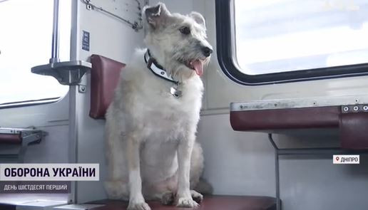 Собака по кличке Николь стала проводницей эвакуационного поезда: трогательная история