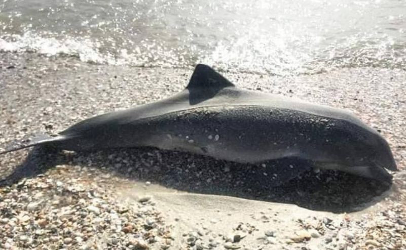 Погибают из-за кораблей РФ: на побережье Черного моря заметили мертвых дельфинов, фото