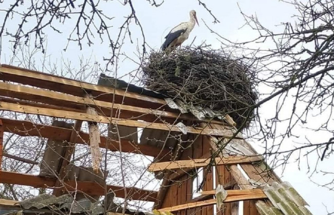 У Київській області лелеки звели гніздо на зруйнованому будинку: фото