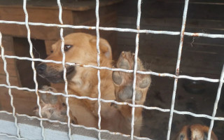 Оккупанты почти розгромили приют для животных в Киевской области: убили 300 котов