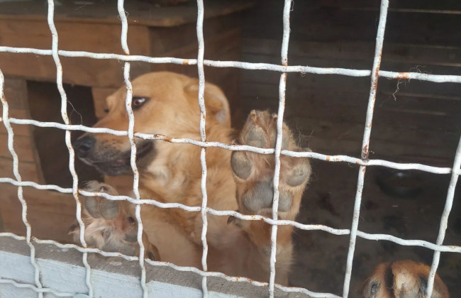 Оккупанты почти розгромили приют для животных в Киевской области: убили 300 котов