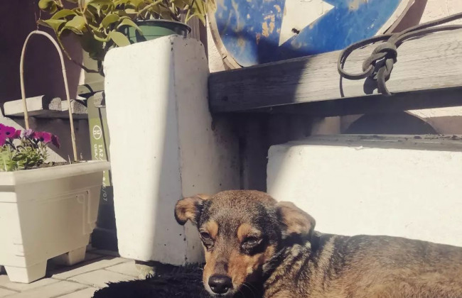 Пожилой мужчина из Мариуполя с собачкой Жужей пешком шел 5 суток до Запорожья