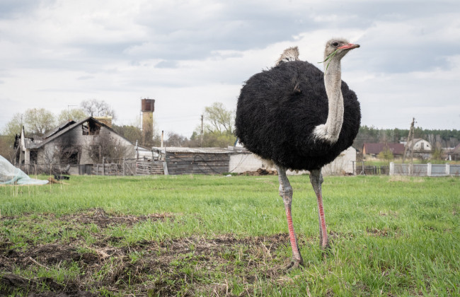 В одном из сел Киевской области по огородам бегают два страуса, фото