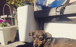 Пожилой мужчина из Мариуполя с собачкой Жужей пешком шел 5 суток до Запорожья