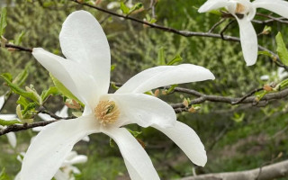 В ботаническом саду Киева зацвели магнолии: яркие фото