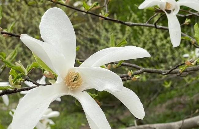 В ботаническом саду Киева зацвели магнолии: яркие фото