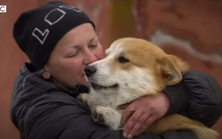 «Я бы никогда их не оставила», – женщина смогла вывезти 16 собак из оккупации, видео