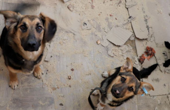 В Киеве работает временный приют для животных: где его найти