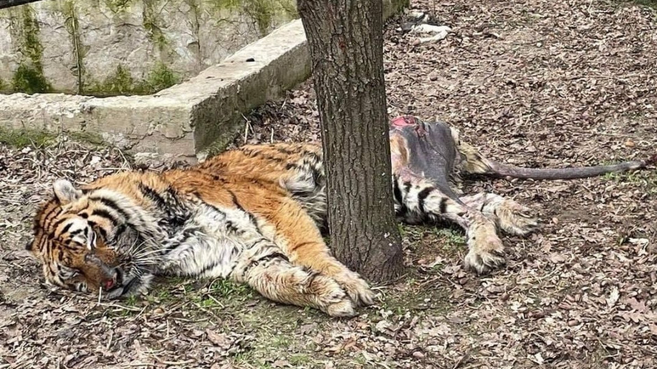 Активисты UAnimals призывают вывезти из харьковского экопарка тигра