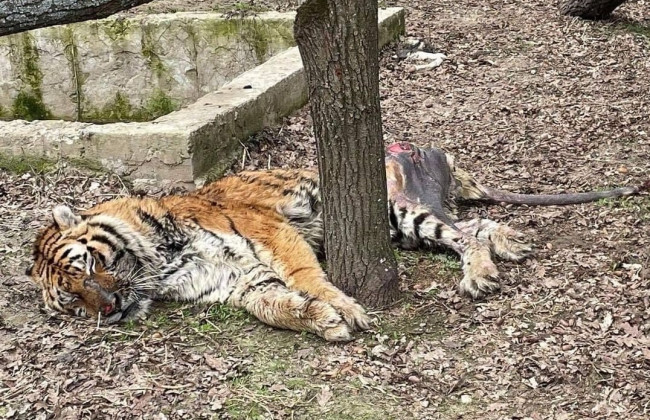 Активисты UAnimals призывают вывезти из харьковского экопарка тигра