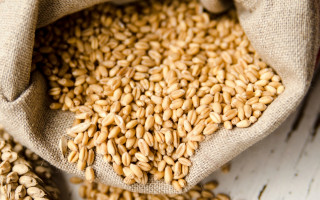 Окупанти відібрали в аграріїв вже 400 тисяч тонн зерна