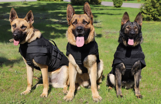 Украинских собак-пограничников снабдили бронежилетами: фото