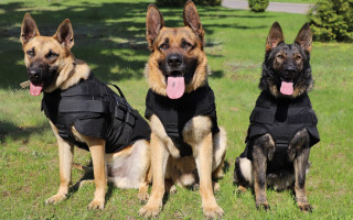Украинских собак-пограничников снабдили бронежилетами: фото