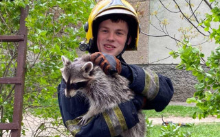 У Білій Церкві врятували єнота-полоскуна з дерева: фото