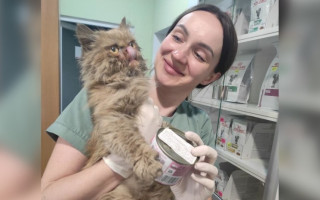 Спасенная кошка из Бородянки попала на карикатуру