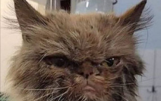 Спасенная кошка из Бородянки стала темой принтов для футболок, фото