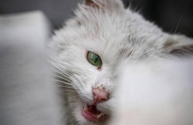 Брошенные или потерянные: опубликовали фото котов войны