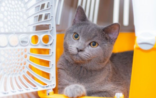 Українцям нагадали нові правила перетину кордону ЄС з тваринами