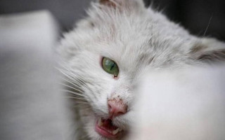 Брошенные или потерянные: опубликовали фото котов войны