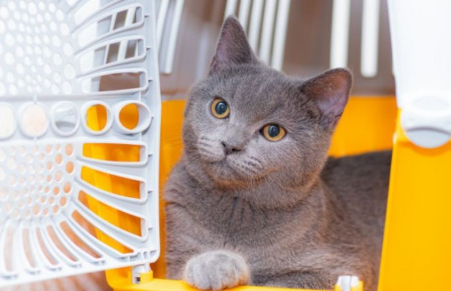 Українцям нагадали нові правила перетину кордону ЄС з тваринами