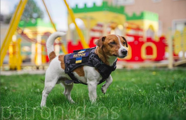 Знаменитый пес Патрон получил награду из рук Зеленского: видео