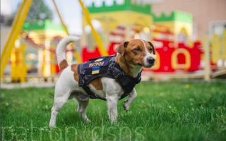 Знаменитый пес Патрон получил награду из рук Зеленского: видео