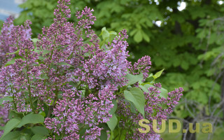 Приметы на 10 мая: что нельзя делать, чтобы не отпугнуть счастье