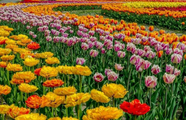 В парке под Киевом расцвели сотни тюльпанов: яркие фото