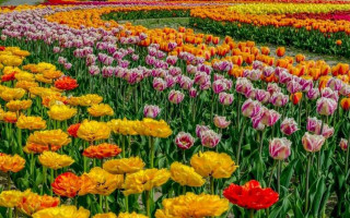 В парке под Киевом расцвели сотни тюльпанов: яркие фото