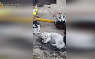 Уманские спасатели реанимировали кота, вынесенного из горящей квартиры, – ГСЧС Украины, видео