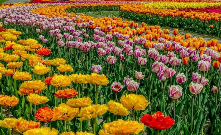 В парке под Киевом расцвели сотни тюльпанов: яркие фото