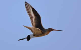 В Чернобыльском заповеднике заметили редких птиц, фото